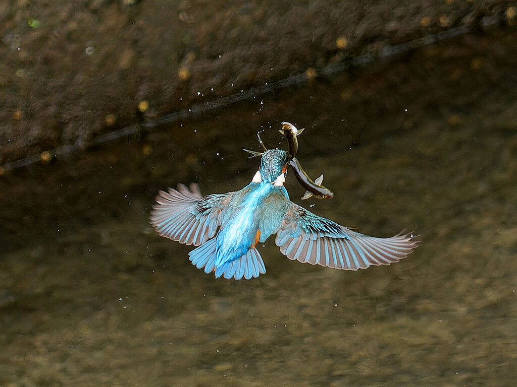 ダブルだね！