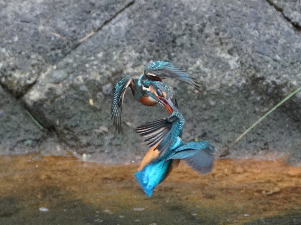 バトル