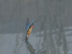 DSC_3443突撃 DSC_3443突撃