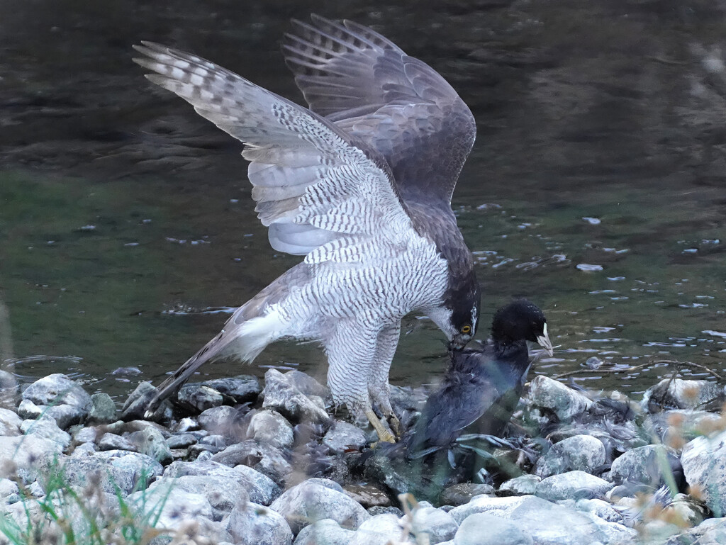 オオタカ　食事中