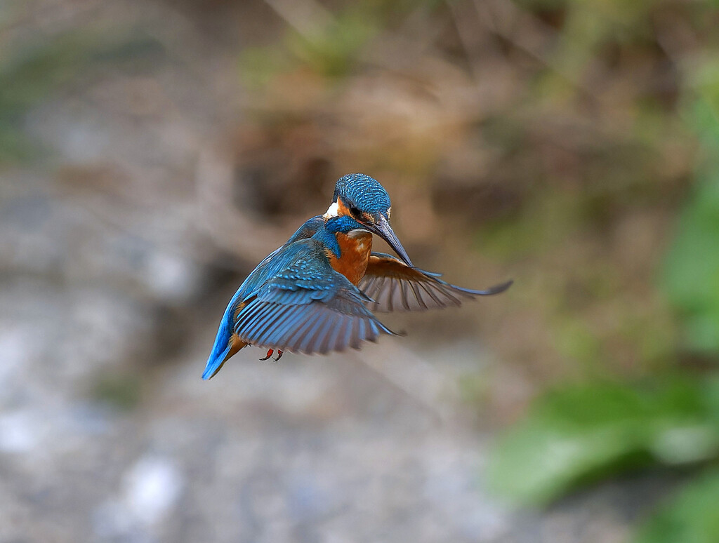 ロックオン