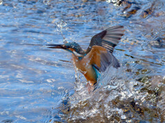 空振り！でした