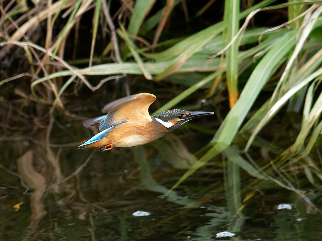 幼鳥が現れました！