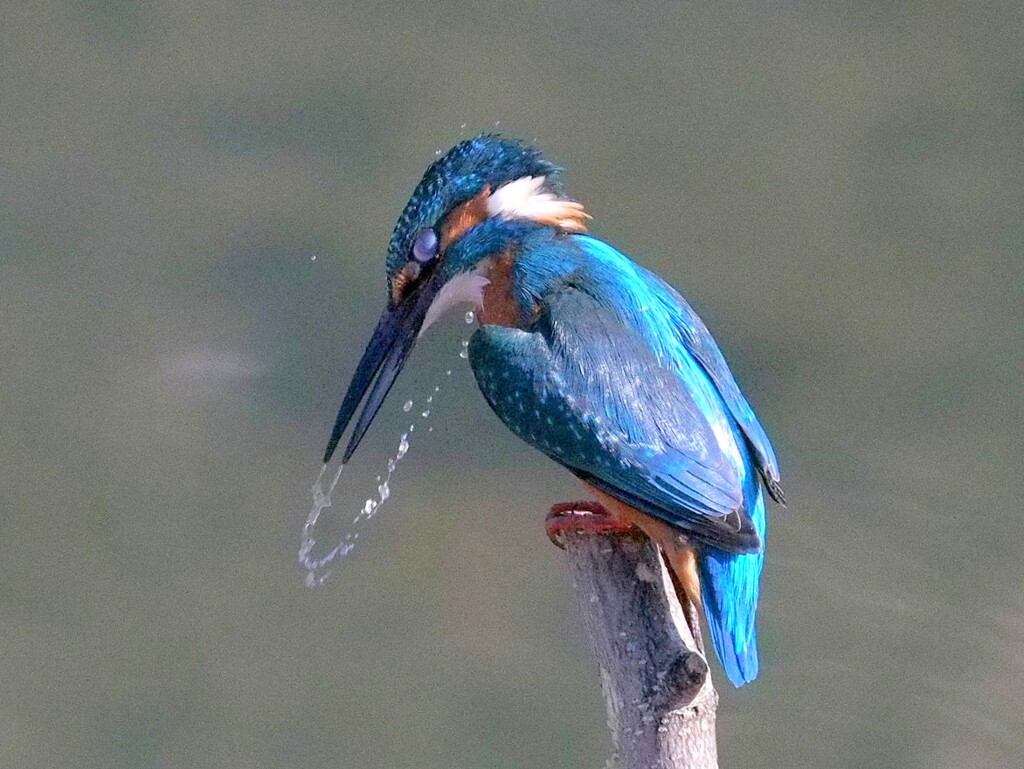 水切った！
