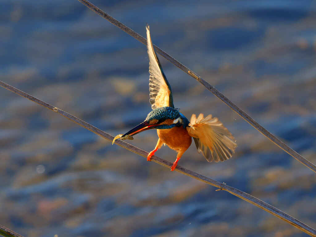 ゲット　バランス！