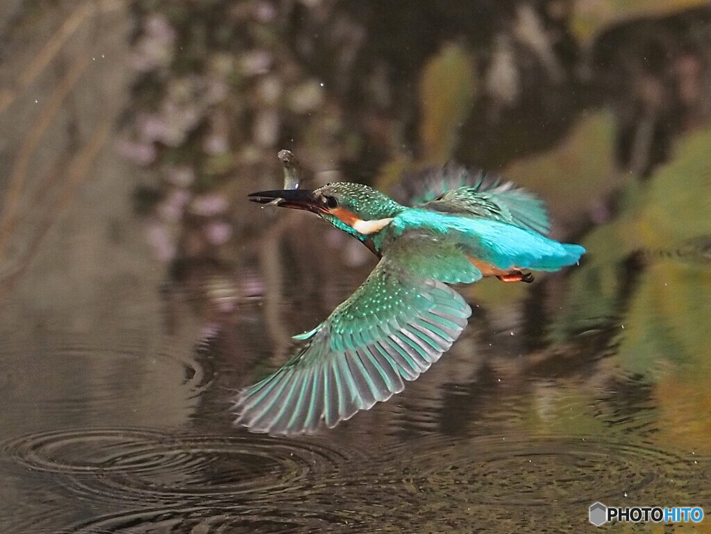 ゲット