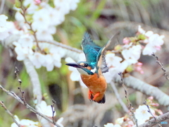 桜咲くころ