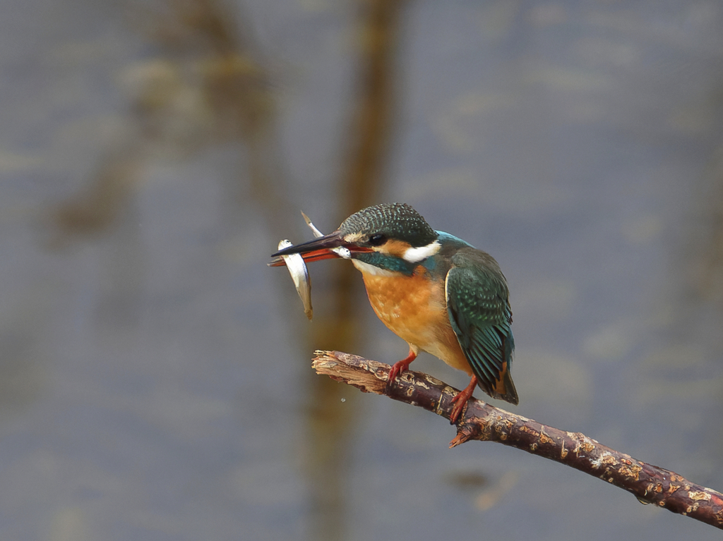 ゲット　ダブル！