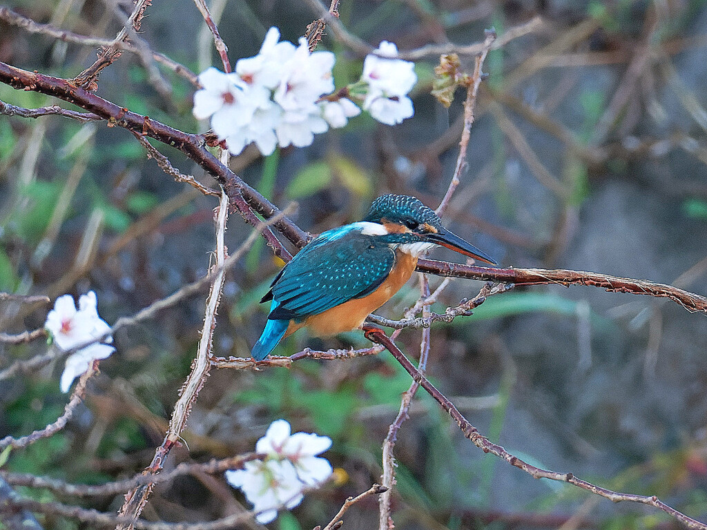 10月29日桜満開