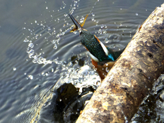 ゲットしてるよ！