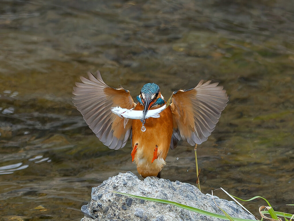 ゲット