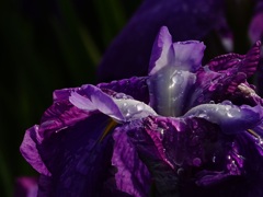 花しょうぶ