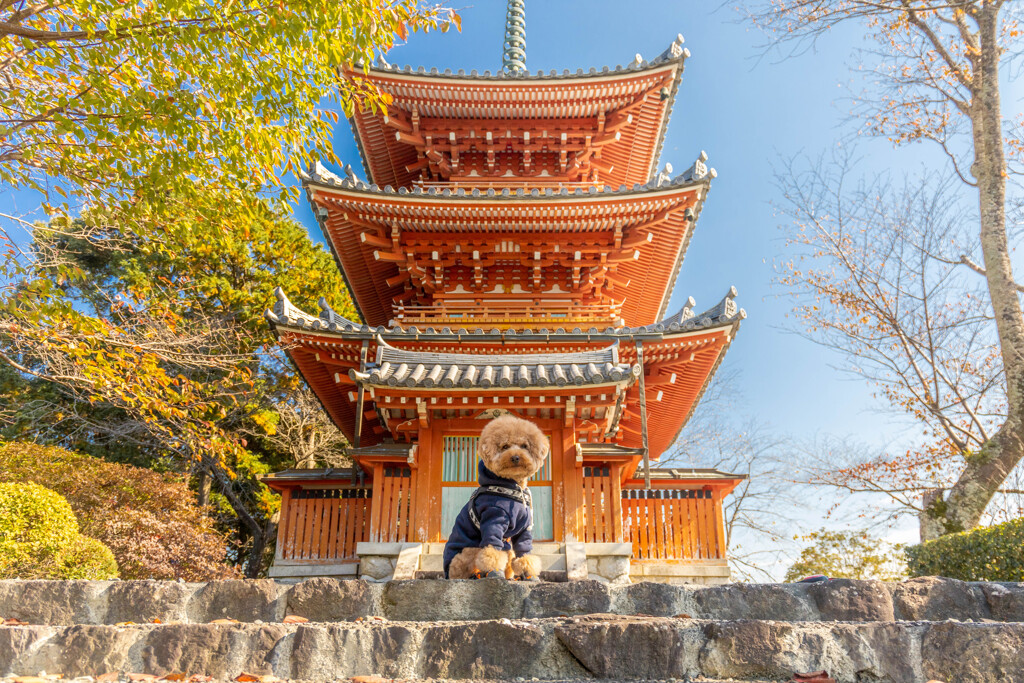 愛犬と三重の塔