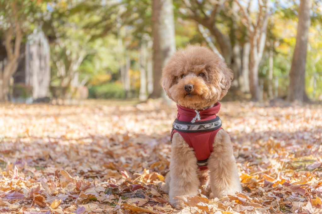 愛犬と落ち葉