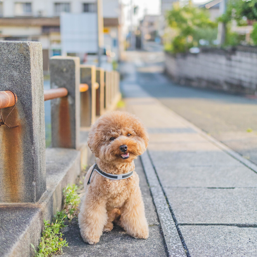 お散歩