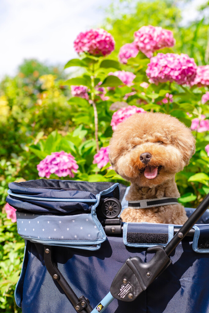 愛犬と紫陽花