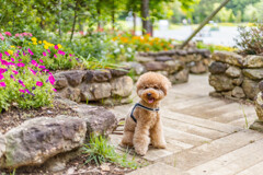 愛犬と公園