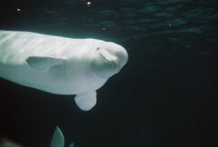 鴨川水族館にて