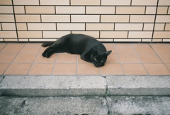 黒猫さん