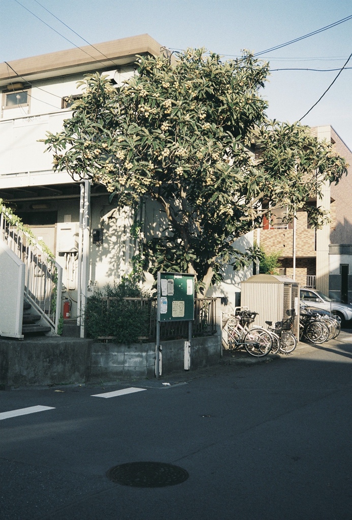 日常スナップ