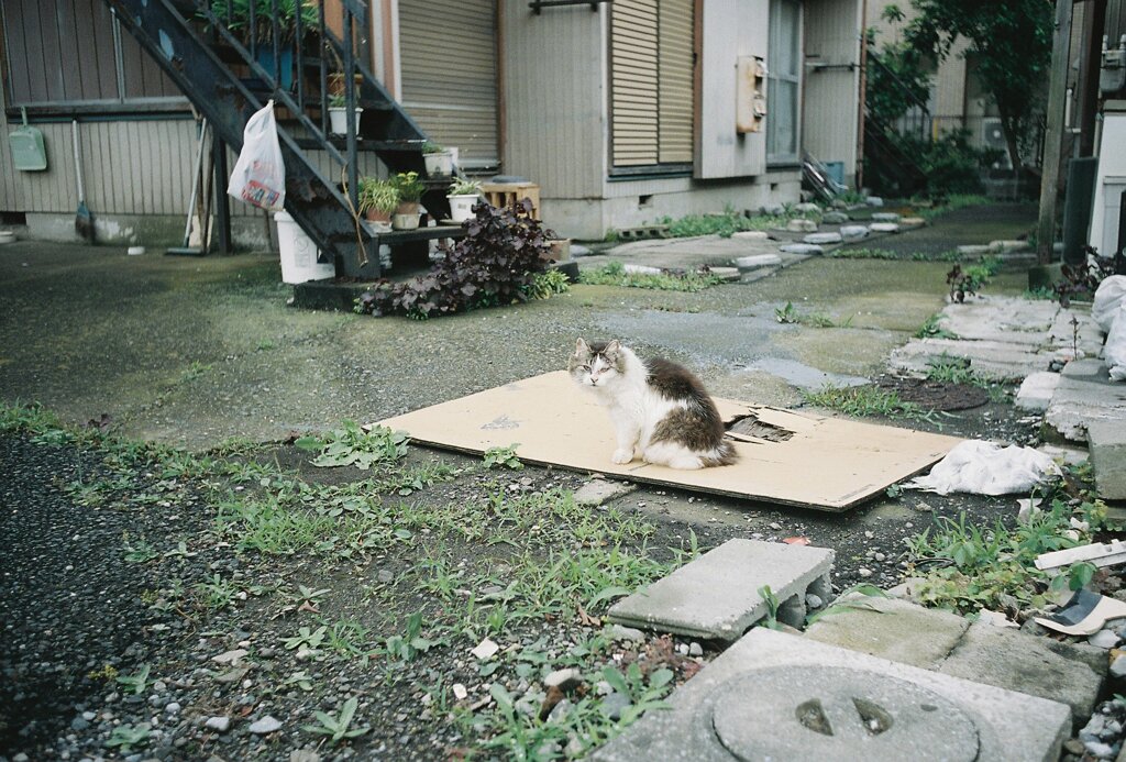 野良ネコ