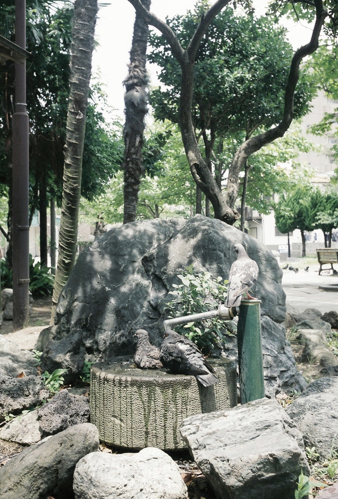 くつろぐハト
