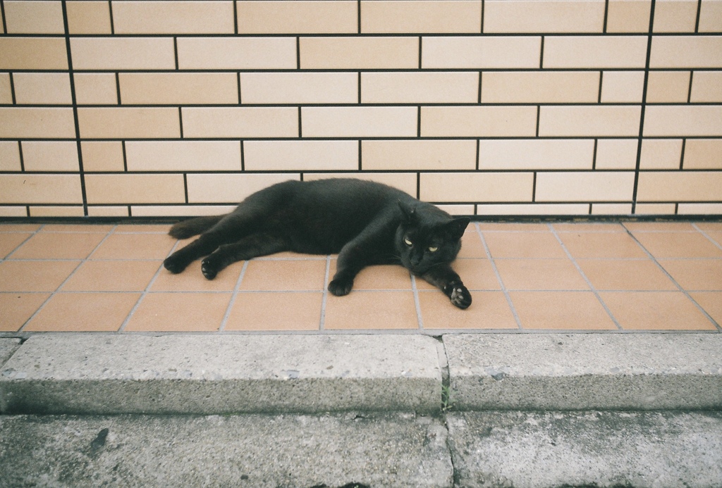 黒猫さん