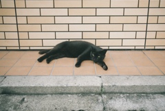 黒猫さん