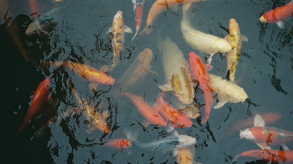 鯉