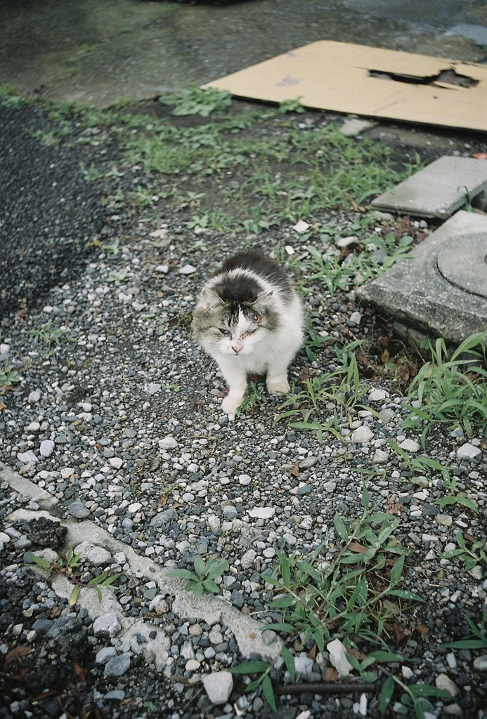 野良ネコ