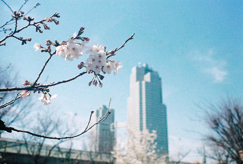都会の桜