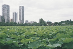 上野公園にて