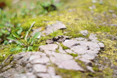 苔むした岩