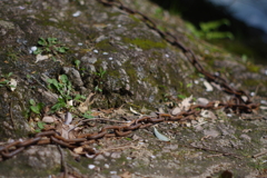 岩と鎖
