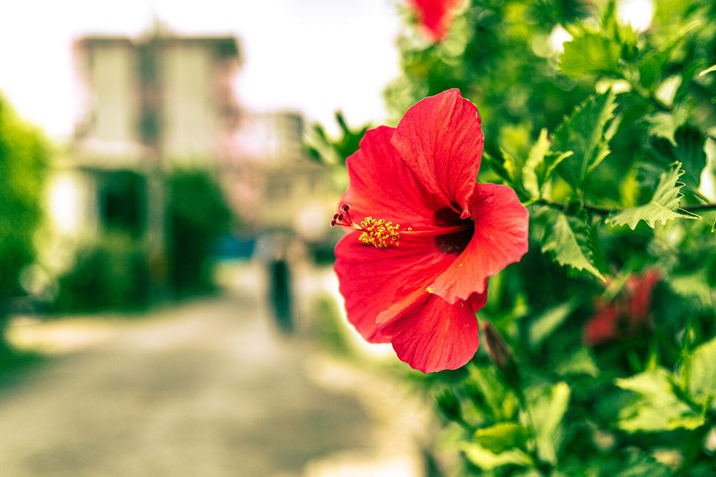 沖縄ぶらり ~Okinawa flower~