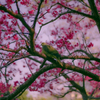 沖縄ぶらり ~Spring song~