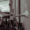 沖縄 Town calm ~ lily blooms~