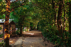 沖縄ぶらり ~A tree-lined road that shines~
