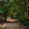 沖縄ぶらり ~A tree-lined road that shines~