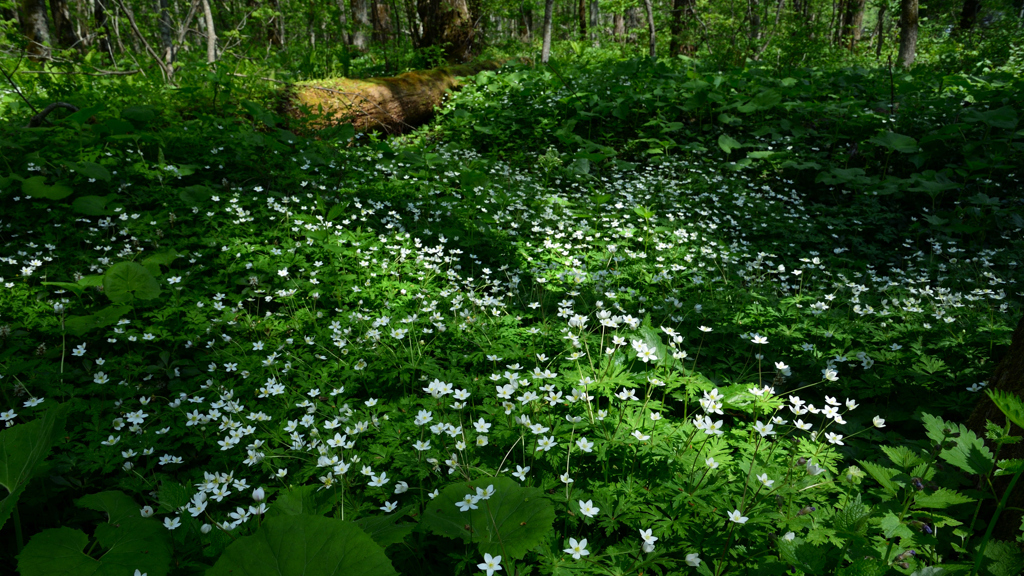 ニリンソウの森