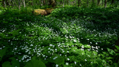ニリンソウの森