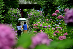 あじさい寺