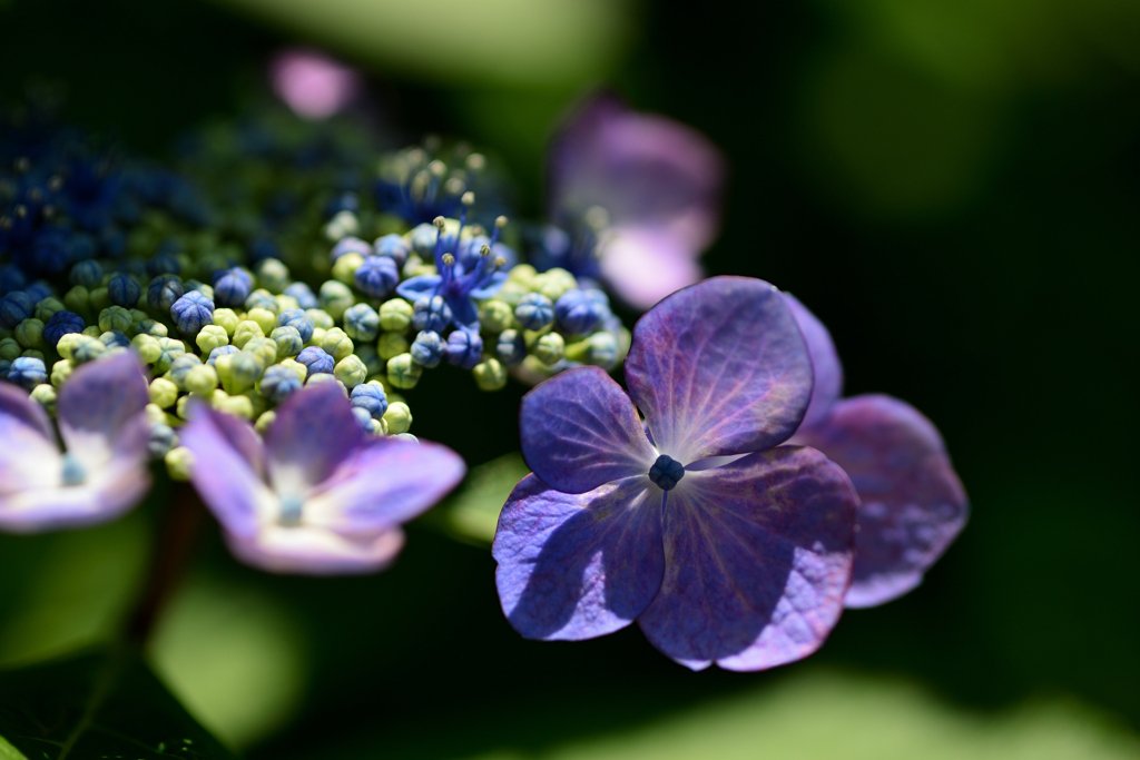 紫陽花