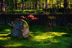 西明寺庭園苔とモミジ