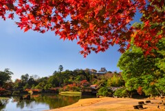 紅葉と彦根城