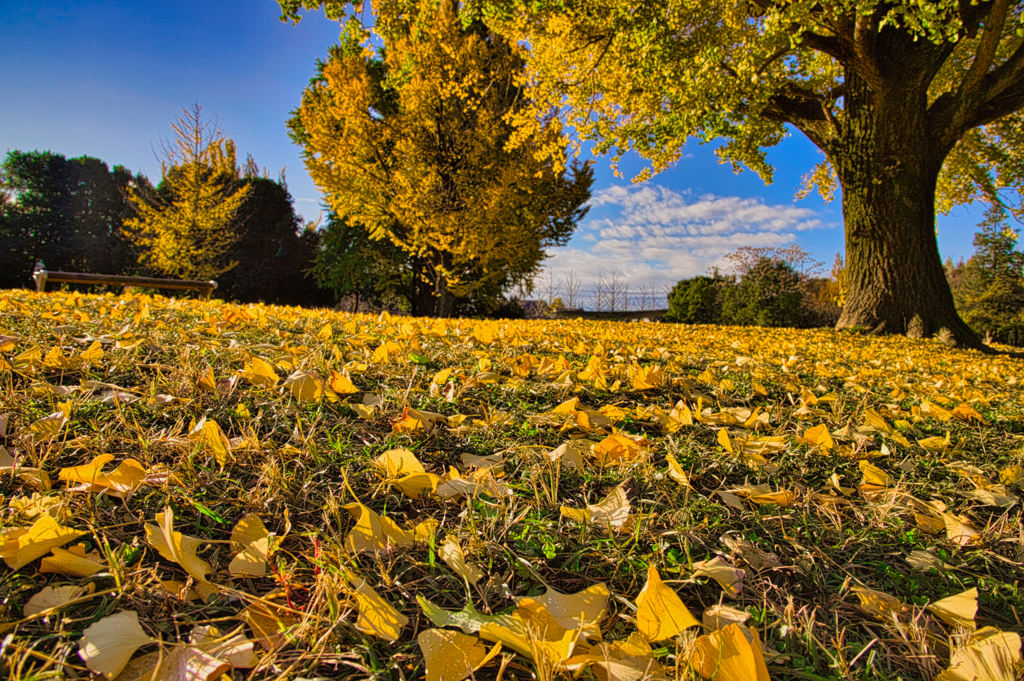 Yellow Wave