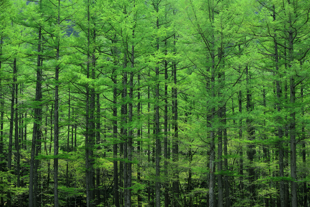 カラマツの森：新緑