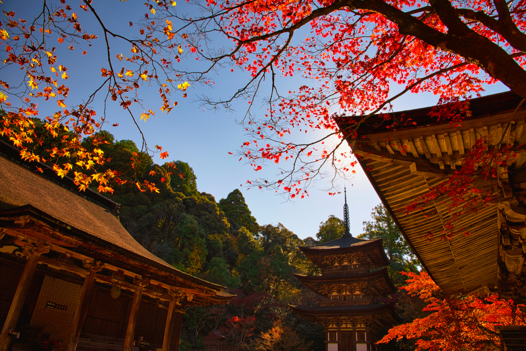 西明寺本堂紅葉