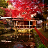もみじ寺1