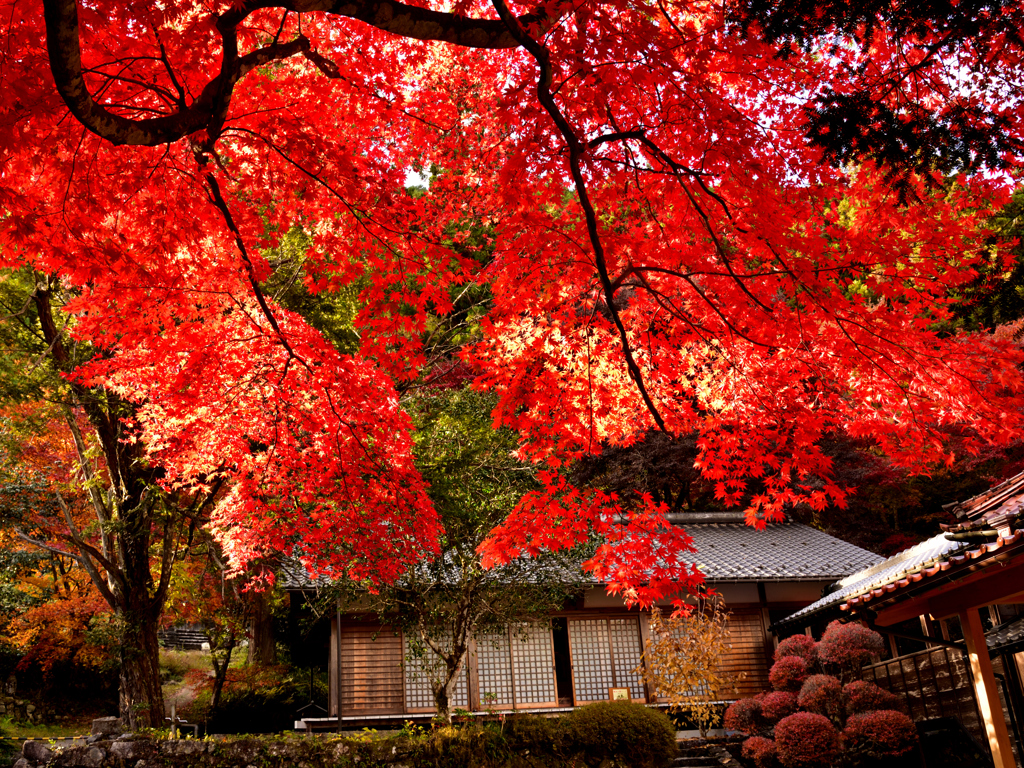 もみじ寺2